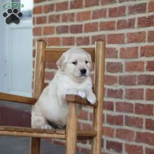 Trump, Golden Retriever Puppy